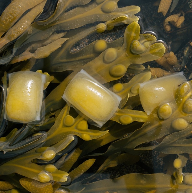 Notpla: las algas como el futuro del packaging