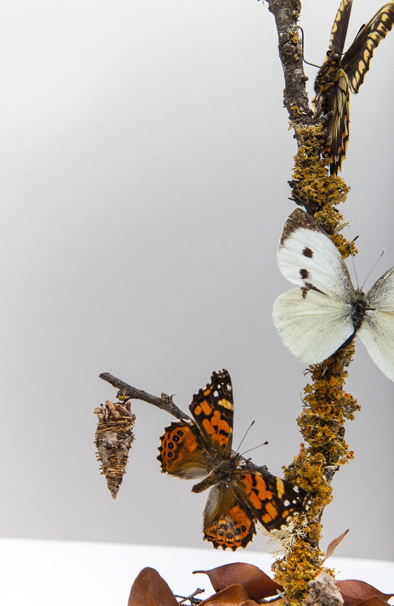 Los fanales de Número37: Pequeños universos de naturaleza y ficción